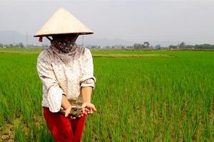 Tuyên Quang: 81 ha lúa bị ốc bươu vàng hại