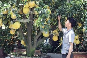 Bưởi Diễn cảnh, đào Nhật Tân "Nam tiến" phục vụ người Sài Gòn chơi tết