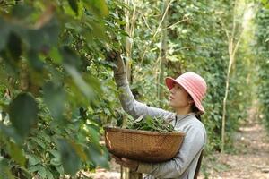 Giá hồ tiêu Phú Quốc giảm sâu, nhiều nông dân bỏ nghề
