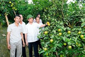 Nhà khoa học chân đất xứ Tuyên "ép đá nở hoa"