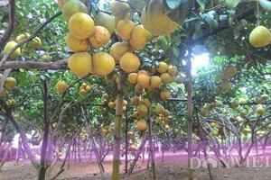 Vườn bưởi vạn quả của "vua bưởi xứ Mường" cháy hàng trước Tết