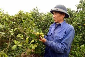 Phá lúa trồng quất, dân Thanh Hà nhận “đòn đau”: Sở cũng bất lực