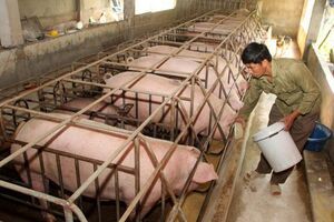 Giá nông sản hôm nay 17.4: Giá lợn toàn cầu giảm, nông dân còn lỗ