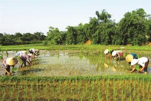 Bắc Quang đẩy mạnh tái cơ cấu nông nghệp