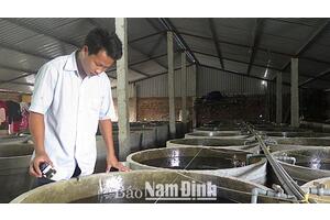Làm giàu từ mô hình nuôi cá chạch