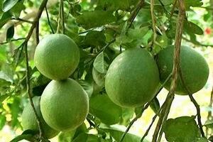 Bảo hộ chỉ dẫn địa lý cho bưởi “Khả Lĩnh”