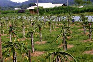 Người tiên phong trồng thanh long đỏ, lập trại bò trên đất Phong Quang