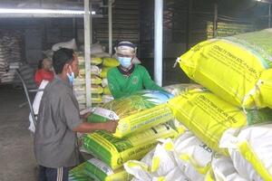 Sản xuất lúa giống không lo đầu ra, thu nhập tăng thêm 20%