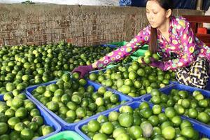 HTX Thạnh Phước: Trồng chanh không hạt an toàn, 100% xã viên đều khá, giàu