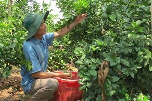 Xuất khẩu chanh sang Hàn Quốc, nông dân thu lời gấp đôi