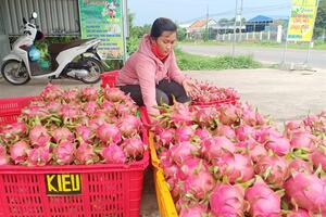 Bình Thuận: Giá thanh long dịp tết ở mức thấp, nông dân buồn xo