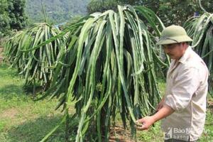 Ông nông dân biến "vùng đất chết" thành vựa thanh long lớn nhất Nghệ An, có quả nặng cả kg