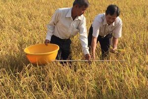 Làm lúa sạch, khó nhưng lãi gấp đôi lúa truyền thống