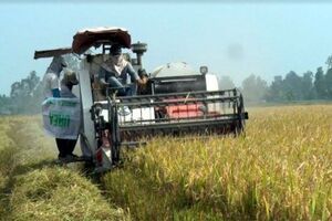 Trồng lúa chất lượng cao, lợi nhuận của xã viên tăng 15%