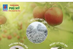 Nỗ lực và tấm lòng của người lao động PVFCCo trong đại dịch