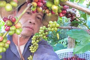 Hái cà phê đúng tầm chín