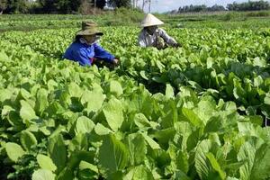 Bước tiến “thần tốc” của Quảng Ngãi trên ruộng đồng