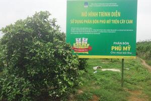 Phân bón Phú Mỹ giúp cây Cam Vinh sinh trưởng tốt, đạt hiệu quả cao