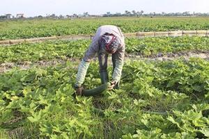 Hội Nông dân huyện Tiền Hải tổ chức tập huấn chương trình “Bác sỹ nông học”