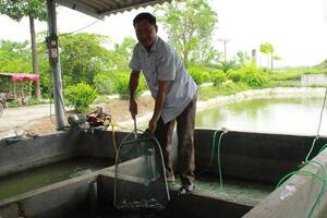 Làm chủ 3 cơ sở ương cá giống, lãi gần 1 tỷ đồng/năm