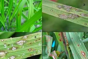Những dịch bệnh hại cần chú ý trong tuần (từ 28/11 – 4/12)