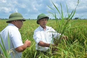 Virus lùn sọc đen vẫn lưu hành nguy hiểm