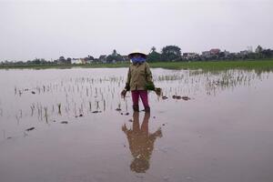 Thái Bình: Khổ vì ốc bươu vàng tấn công lúa
