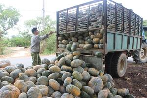 Giá rớt thảm hại, người trồng bí đỏ Đắk Lắk thua lỗ lại chờ giải cứu