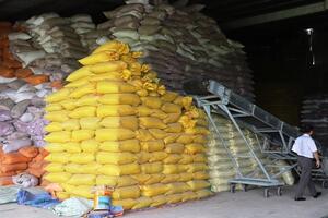 Chiêu trò lách luật của các doanh nghiệp kinh doanh giống lúa