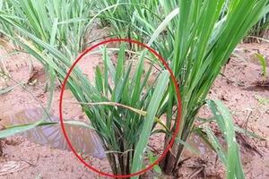 Tập huấn phòng trừ bệnh lùn sọc đen, vàng lụi hại lúa