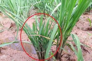 Những dịch bệnh hại cần chú ý trong tuần (từ 19 - 25/6)