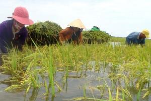 Tăng cường phòng, chống ngập lụt, úng cho cây trồng