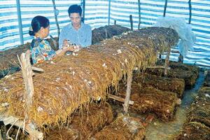 Nghệ An: Trồng nấm rơm trong nhà