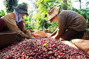 Phát triển thương hiệu nông sản: Hướng đi tất yếu