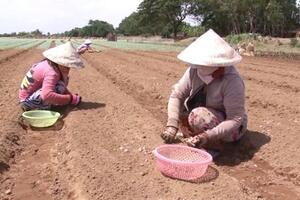 Tập huấn trồng rau trên đất giồng cát