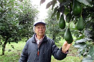 Bơ Mỹ trên khu Đồi Tàu