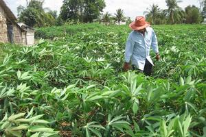 'Tổng lực' phòng, chống dịch khảm lá sắn