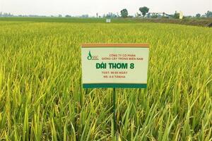 Lúa giống Đài Thơm 8 bị 'nhái', nông dân ĐBSCL khốn đốn