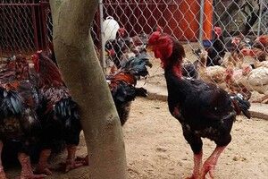Gà Đông Tảo là giống gà rất khó nuôi nên đòi hỏi người chăm sóc phải rất kỳ công
