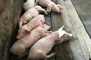 Không phát sinh ổ dịch LMLM mới tại xã Thanh Tân