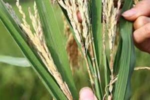 Những dịch bệnh hại cần chú ý trong tuần (4 - 10/12)