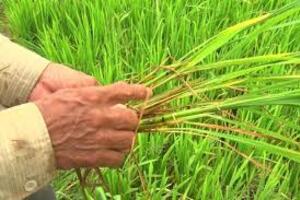 Những dịch bệnh hại cần chú ý trong tuần (từ 13 - 19/11)