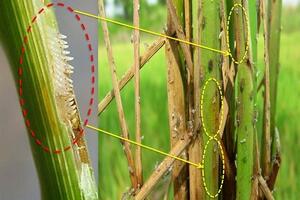 Những dịch bệnh hại cần chú ý trong tuần (22 - 28/1)