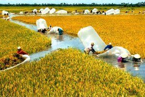 Chia sẻ kinh nghiệm canh tác lúa - tôm hữu cơ