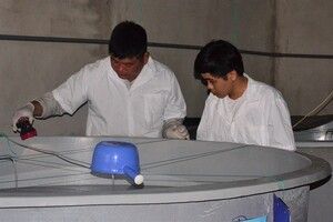Nghiên cứu nuôi tôm sú bố mẹ sạch bệnh