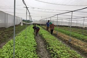 Nhọc nhằn người sản xuất rau hữu cơ ở Bắc Ninh