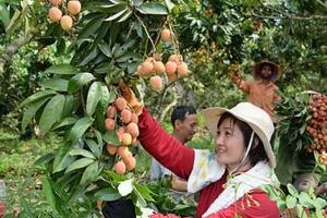 Đỉnh điểm vải thiều Bắc Giang có giá 70.000 đồng/kg