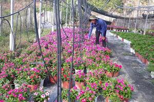 Thu lãi hàng chục triệu nhờ đưa công nghệ cao vào sản xuất nông nghiệp