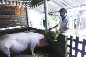 VCCI: Quy định cấm dùng bèo tây, thân cây chuối… trong chăn nuôi cản trở tự do sáng tạo, sáng kiến