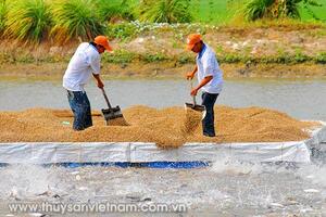 Trăn trở nuôi thủy sản vùng Đồng Tháp Mười